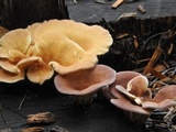 Lentinus strigosus image