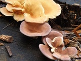 Lentinus strigosus image