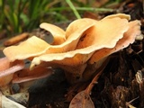 Lentinus strigosus image