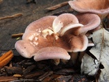 Lentinus strigosus image