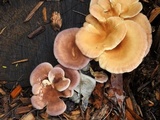 Lentinus strigosus image