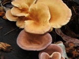 Panus neostrigosus image