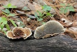 Hexagonia hirta image