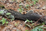 Hexagonia hirta image