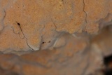 Xylobolus subpileatus image