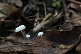Tetrapyrgos nigripes image