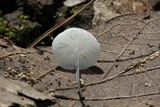 Tetrapyrgos nigripes image