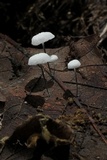 Tetrapyrgos nigripes image