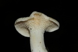 Hydnum zongolicense image