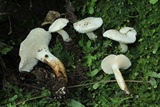 Hydnum zongolicense image