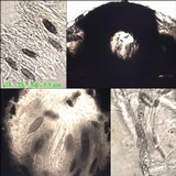 Pyrenula macrospora image