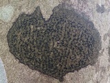 Opegrapha herbarum image
