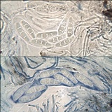 Opegrapha herbarum image