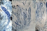 Opegrapha herbarum image