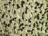 Opegrapha viridis image