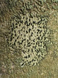 Opegrapha viridis image