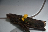 Cyptotrama chrysopepla image