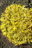 Candelaria concolor image