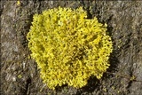 Candelaria concolor image