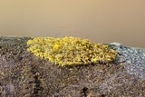 Candelaria concolor image