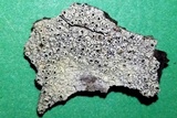 Pertusaria rubefacta image