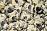 Pertusaria rubefacta image