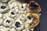 Pertusaria rubefacta image