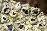 Pertusaria rubefacta image