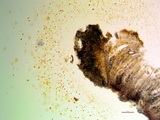 Pertusaria rubefacta image