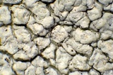 Pertusaria ophthalmiza image