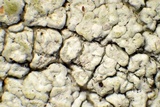 Pertusaria ophthalmiza image
