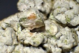 Pertusaria ophthalmiza image