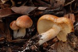 Gymnopilus sapineus image