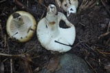 Russula laurocerasi image