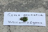 Genea arenaria image