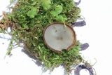 Genea arenaria image