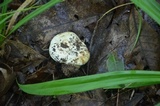 Lactarius deceptivus image
