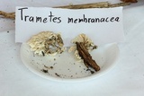 Trametes membranacea image