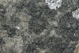 Bacidina egenuloidea image