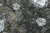 Bacidina egenuloidea image
