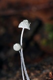 Mycena chloroxantha image