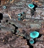 Chlorociboria aeruginosa image