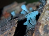Chlorociboria aeruginosa image