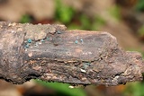 Chlorociboria aeruginosa image