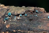 Chlorociboria aeruginosa image
