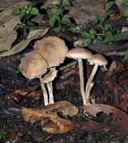 Melanophyllum haematospermum image