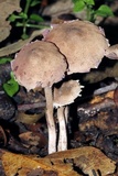 Melanophyllum haematospermum image