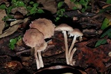 Melanophyllum haematospermum image