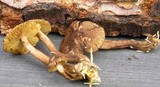 Inocybe relicina image