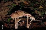 Melanophyllum haematospermum image